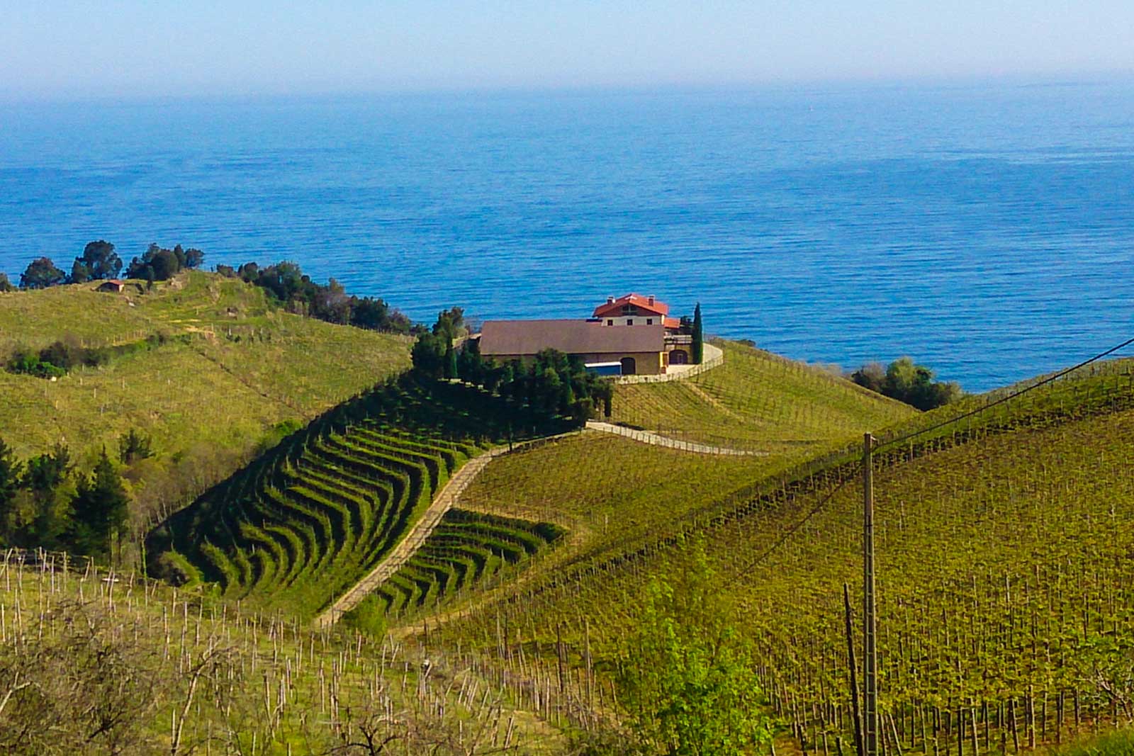 txakoli