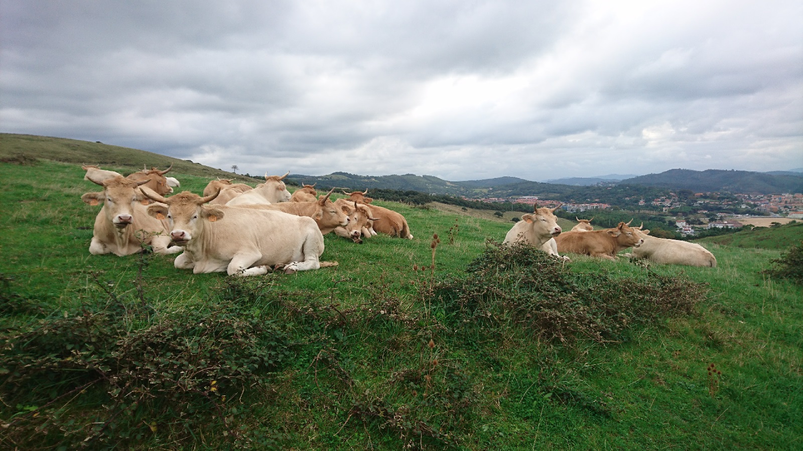 Armintza cows