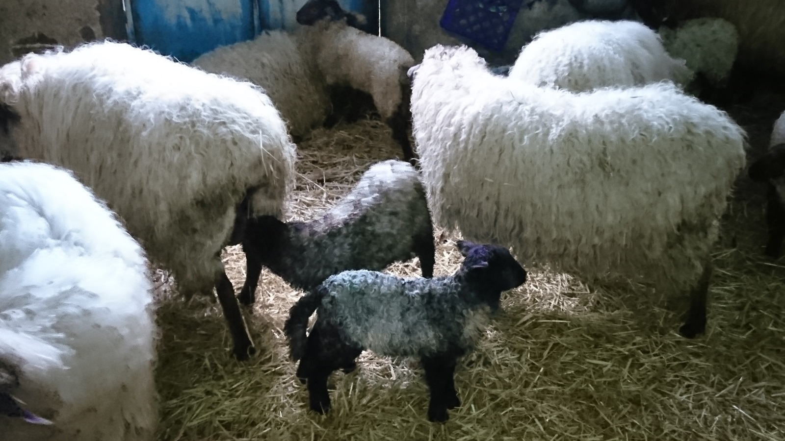 Ondarre lambs Gipuzkoa